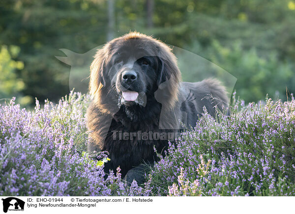 liegender Neufundlnder-Mischling / lying Newfoundlander-Mongrel / EHO-01944
