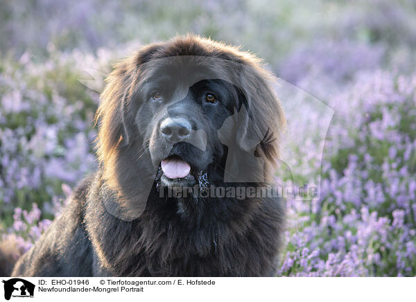 Neufundlnder-Mischling Portrait / Newfoundlander-Mongrel Portrait / EHO-01946