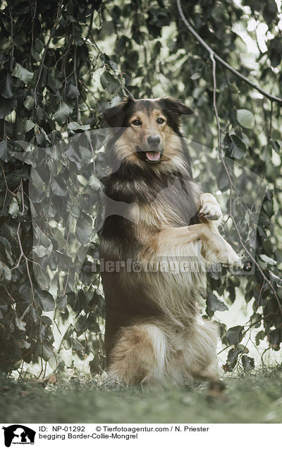 Border-Collie-Mischling macht Mnnchen / begging Border-Collie-Mongrel / NP-01292