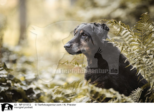 Mischling Portrait / mongrel portrait / NP-01572