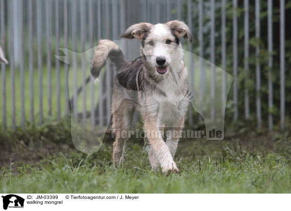 walking mongrel / JM-03399