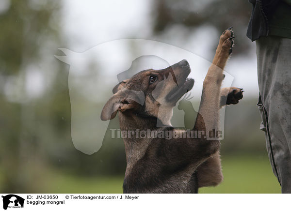 begging mongrel / JM-03650