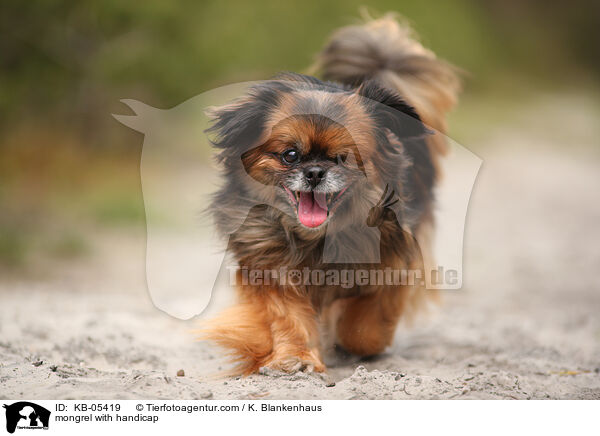 mongrel with handicap / KB-05419
