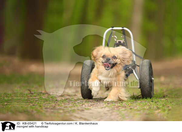 mongrel with handicap / KB-05421