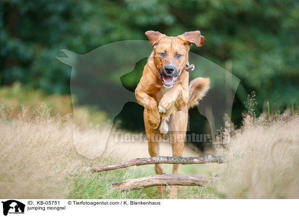 springender Mischling / jumping mongrel / KB-05751