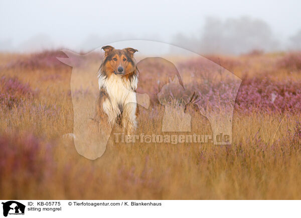 sitzender Mischling / sitting mongrel / KB-05775