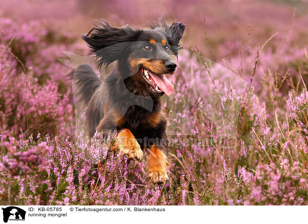 rennender Mischling / running mongrel / KB-05785