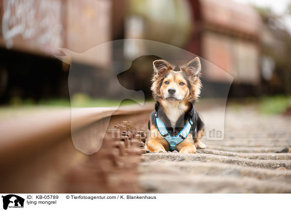 liegender Mischling / lying mongrel / KB-05789