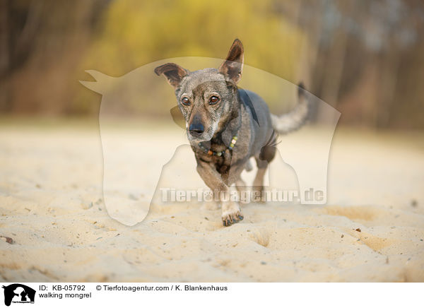 walking mongrel / KB-05792
