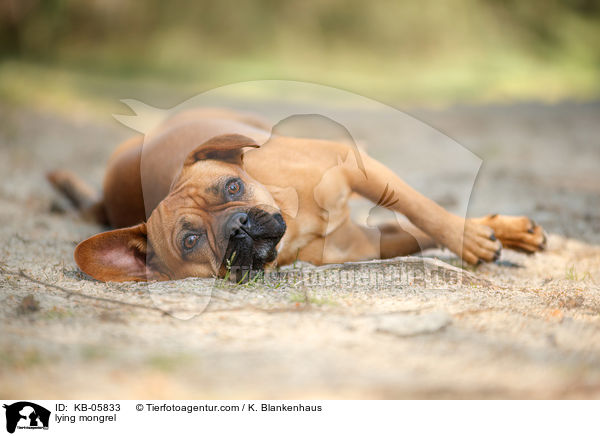 liegender Mischling / lying mongrel / KB-05833