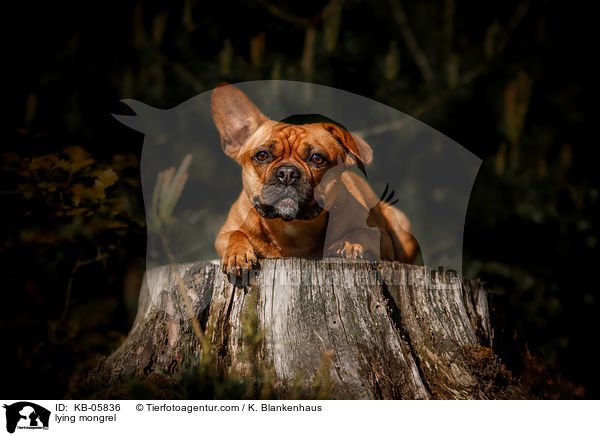 liegender Mischling / lying mongrel / KB-05836