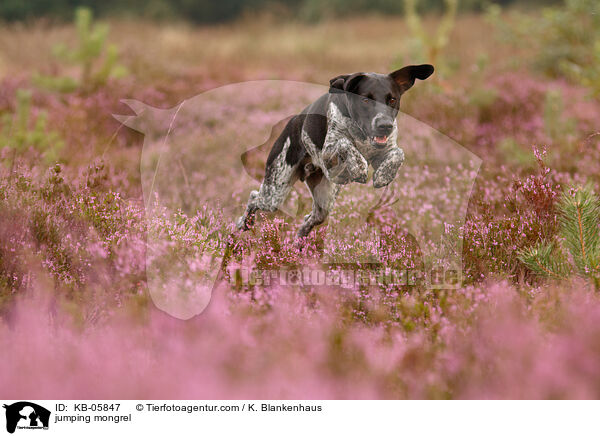 springender Mischling / jumping mongrel / KB-05847