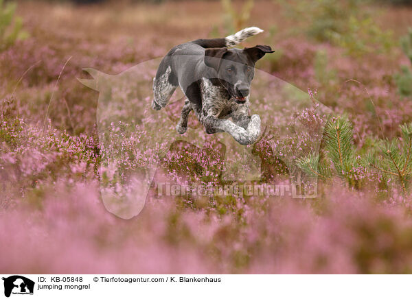 springender Mischling / jumping mongrel / KB-05848
