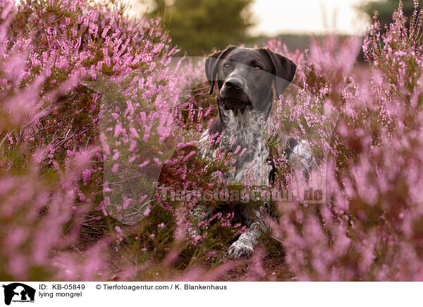 liegender Mischling / lying mongrel / KB-05849