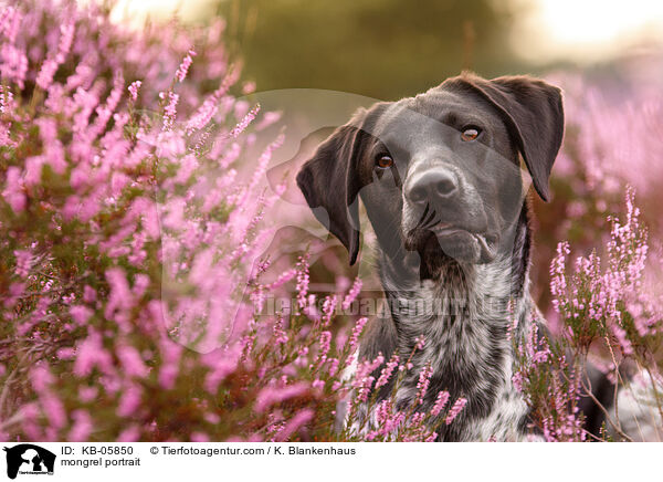 Mischling Portrait / mongrel portrait / KB-05850