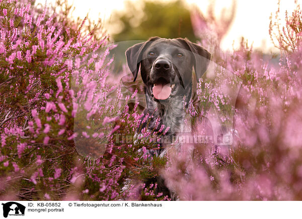 Mischling Portrait / mongrel portrait / KB-05852