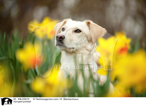 Mischling Portrait / mongrel portrait / KB-05874