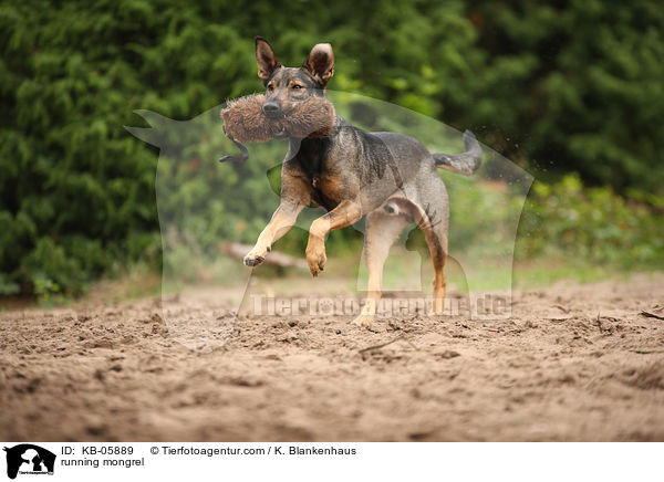 running mongrel / KB-05889