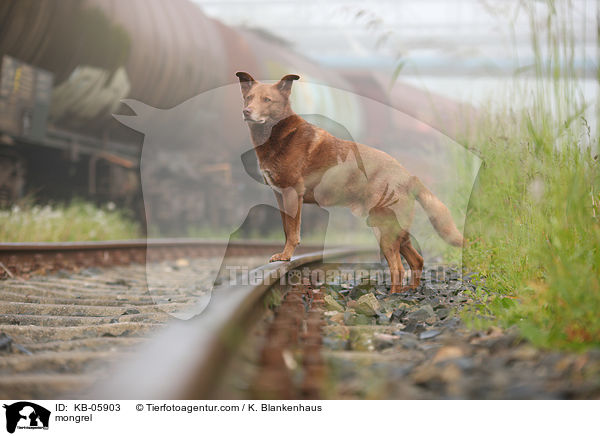 Mischling / mongrel / KB-05903