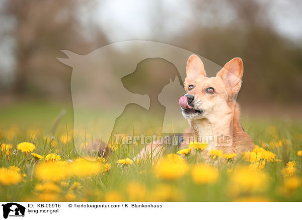 liegender Mischling / lying mongrel / KB-05916