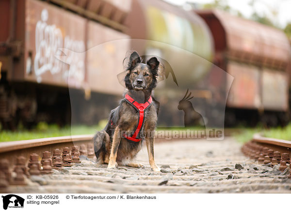 sitzender Mischling / sitting mongrel / KB-05926