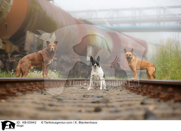 Hunde / dogs / KB-05942