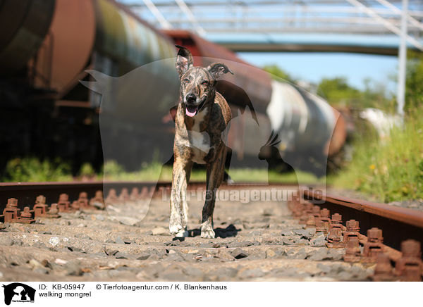 laufender Mischling / walking mongrel / KB-05947