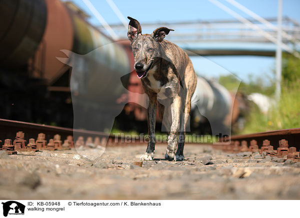 laufender Mischling / walking mongrel / KB-05948