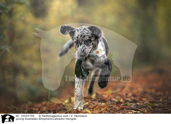young Australian-Shepherd-Labrador mongrel / VH-01750