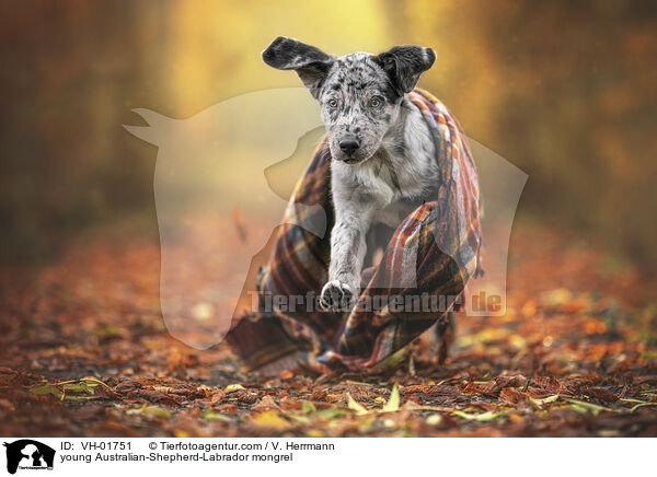 young Australian-Shepherd-Labrador mongrel / VH-01751