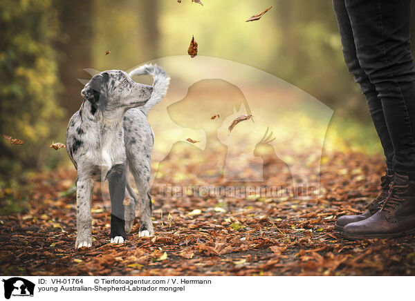 junger Australian-Shepherd-Labrador Mischling / young Australian-Shepherd-Labrador mongrel / VH-01764