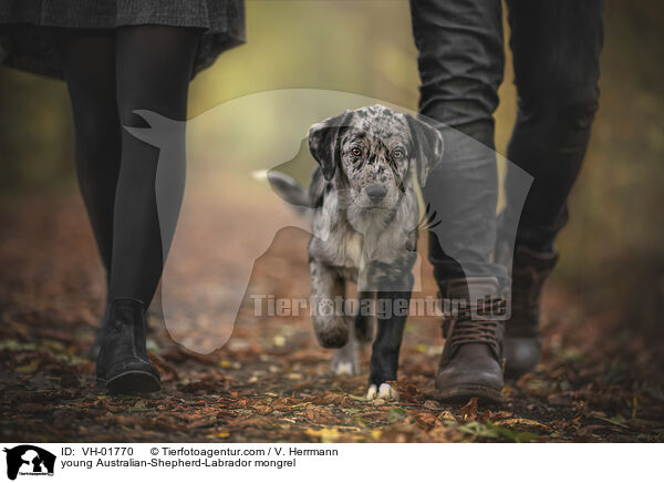young Australian-Shepherd-Labrador mongrel / VH-01770