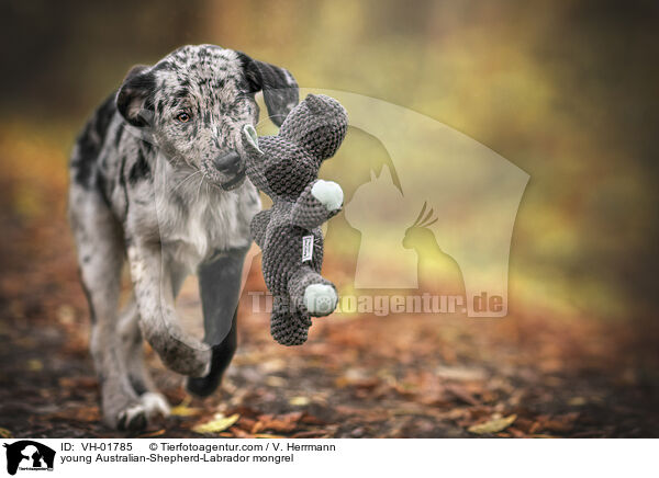young Australian-Shepherd-Labrador mongrel / VH-01785
