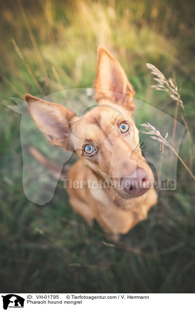 Pharaonenhund-Mix / Pharaoh hound mongrel / VH-01795