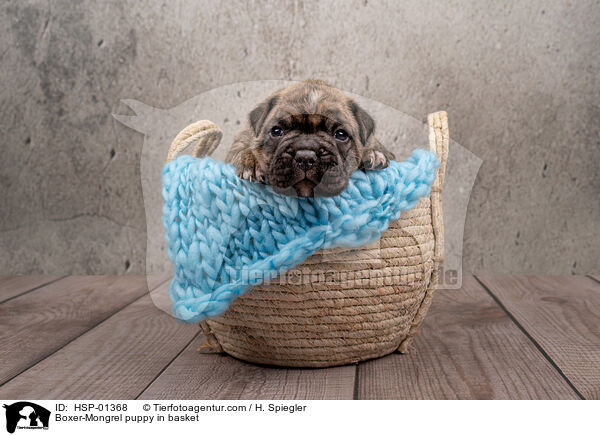 Boxer-Mongrel puppy in basket / HSP-01368