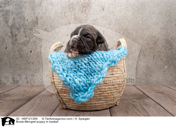 Boxer-Mongrel puppy in basket / HSP-01369
