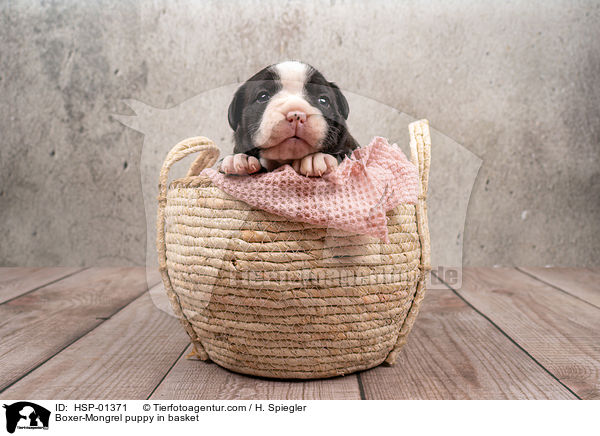 Boxer-Mongrel puppy in basket / HSP-01371