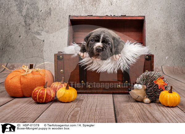 Boxer-Mongrel puppy in wooden box / HSP-01378