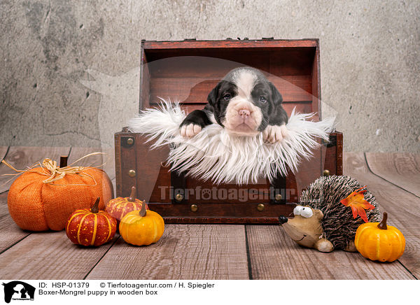 Boxer-Mongrel puppy in wooden box / HSP-01379