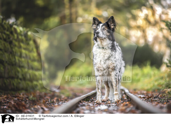 Schferhund-Mischling / Schferhund-Mongrel / AE-01631