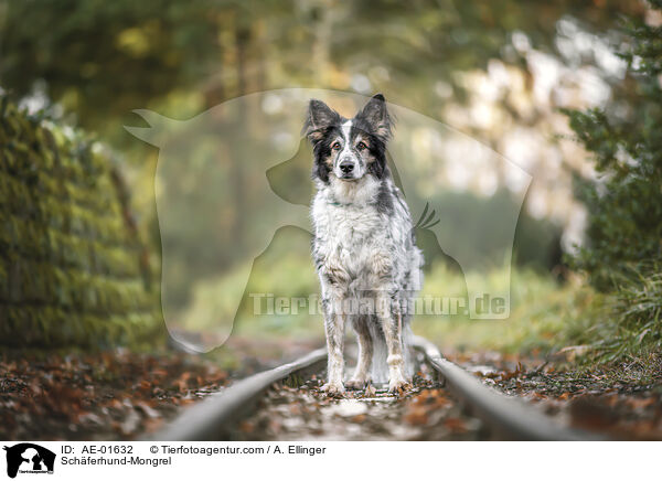 Schferhund-Mischling / Schferhund-Mongrel / AE-01632