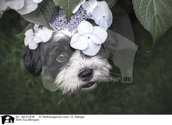 Shih-Tzu-Mischling / Shih-Tzu-Mongrel / AE-01636