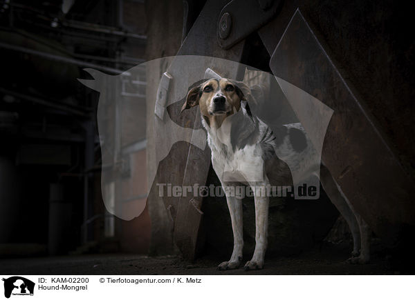 Bracke-Mischling / Hound-Mongrel / KAM-02200