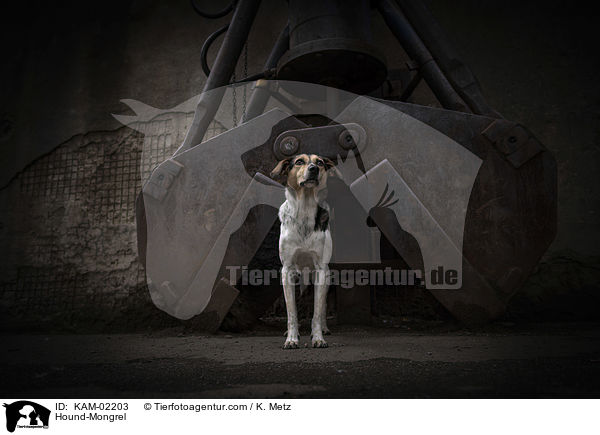 Bracke-Mischling / Hound-Mongrel / KAM-02203