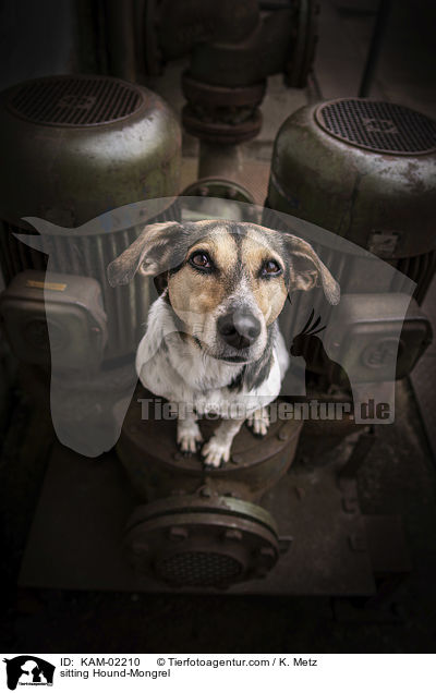 sitzender Bracke-Mischling / sitting Hound-Mongrel / KAM-02210