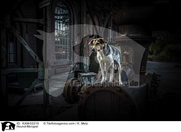 Bracke-Mischling / Hound-Mongrel / KAM-02219