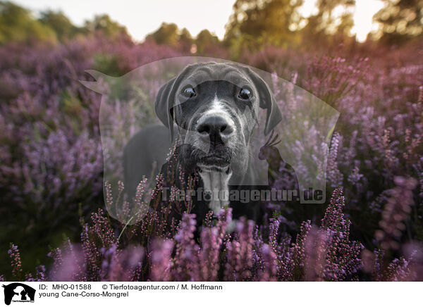 junger Cane-Corso-Mischling / young Cane-Corso-Mongrel / MHO-01588