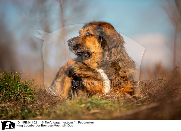liegender Leonberger-Berner-Sennenhund / lying Leonberger-Bernese-Mountain-Dog / IFE-01152