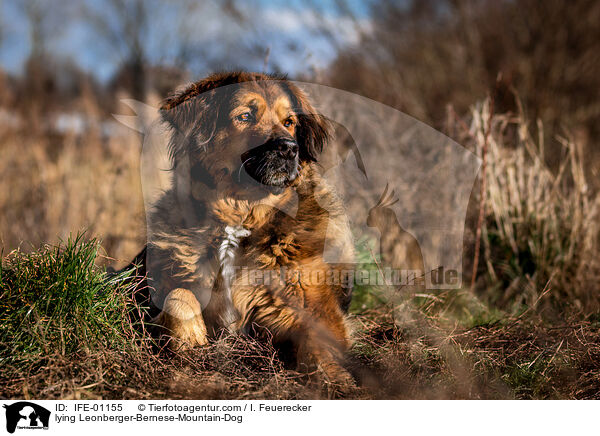 liegender Leonberger-Berner-Sennenhund / lying Leonberger-Bernese-Mountain-Dog / IFE-01155