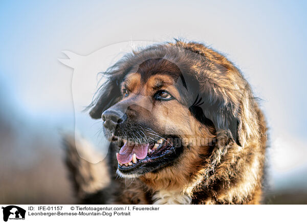 Leonberger-Berner-Sennenhund Portrait / Leonberger-Bernese-Mountain-Dog Portrait / IFE-01157